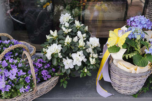 Colorful flowers in baskets outside shop window. Decorative plants arrangement with blooming blossoms. Florist display concept with seasonal garden plants and vibrant natural composition.