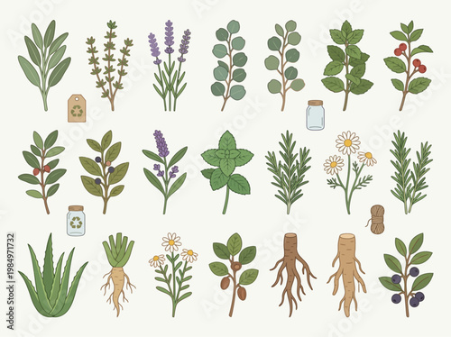 Medicinal Herbs and Botanical Ingredients Array
