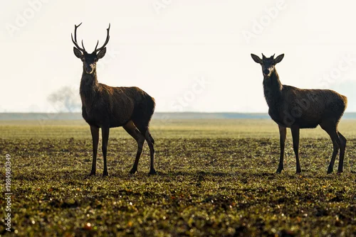 Obraz Dwa jelenie szlachetne stojące na polu o poranku. Majestatyczne byki w naturalnym środowisku na tle jasnego nieba. Dzika polska natura, fauna i krajobraz wiejski w promieniach słońca.