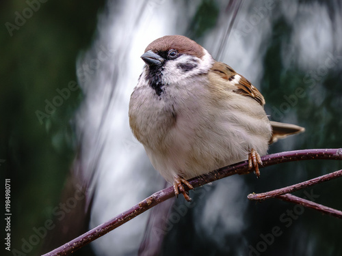 Uroczy, puszysty wróbel mazurek siedzący na gałęzi drzewa. Portret małego ptaka na tle rozmytej zieleni. Dzika przyroda, fauna i ptactwo w ogrodzie.