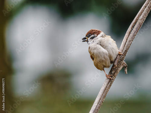 Uroczy, puszysty wróbel mazurek siedzący na gałęzi drzewa. Portret małego ptaka na tle rozmytej zieleni. Dzika przyroda, fauna i ptactwo w ogrodzie.