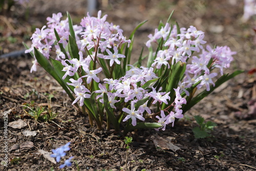 Chionodoxa forbesii. Flowers of pink giant in spring garden.