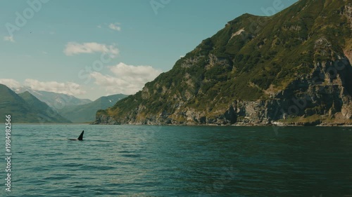 Groups of killer whales swim near mountainous coast and emerge from water to show off their large dorsal fins and blow out fountains