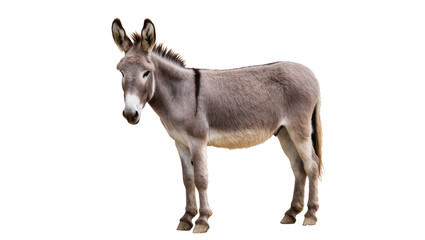Gray donkey standing, isolated on transparent background