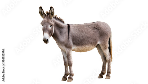 Cuadro en lienzo Gray donkey standing, isolated on transparent background