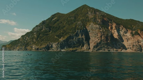 Pods of killer whales hunt for fish in coastal waters of bay and displaying their large sharp dorsal fins.