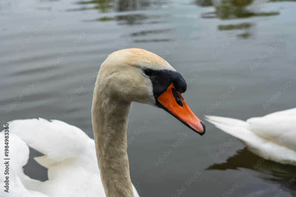 Fototapeta premium Portrait of a swan close up