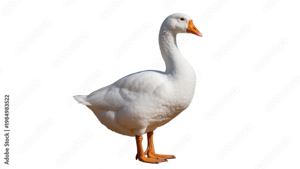 Fototapeta premium Majestic white goose with orange beak, standing proudly isolated on transparent background