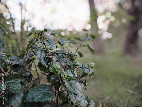 A close-up of wild vegetation featuring green leaves and small, white fluffy seed heads. The plants are set against the backdrop of a tree trunk and a blurred natural landscape.