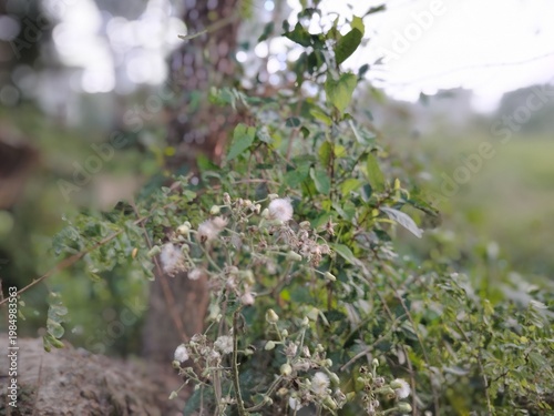 Delicate wildflowers with white, fluffy blooms grow in front of a tree trunk, surrounded by lush green foliage. The scene captures a natural, wooded area, with plants densely packed together.