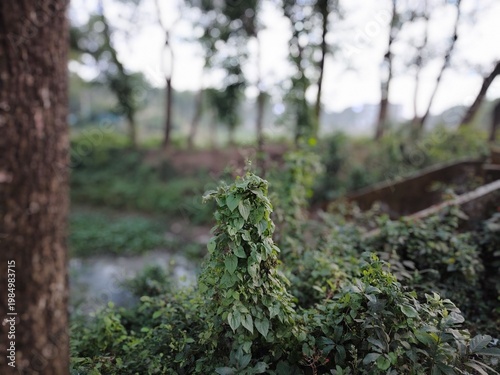 Dense foliage with abundant greenery dominates the scene, featuring a mix of shrubs and plants with green leaves and small white flowers.