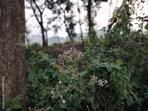 Dense foliage with abundant greenery dominates the scene, featuring a mix of shrubs and plants with green leaves and small white flowers.