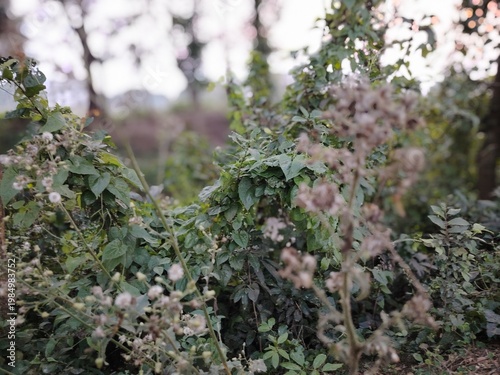Dense foliage with abundant greenery dominates the scene, featuring a mix of shrubs and plants with green leaves and small white flowers.