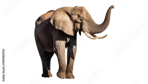 Canvastavla Majestic African elephant with raised trunk tusks and wrinkled skin, isolated on
