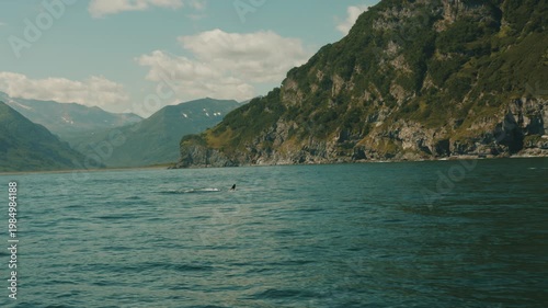 Family of killer whales hunt for fish in bay with rocky coastline. Killer whales surface and release steam through their blowholes.
