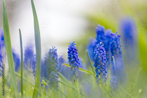 Tableau sur toile Muscari grape hyacinth flowers blooming in spring garden