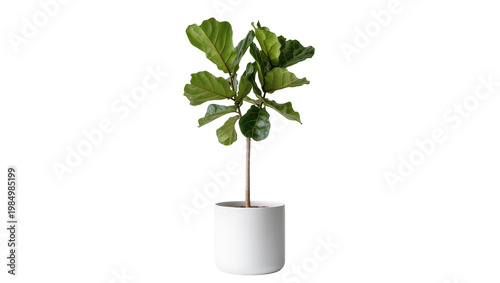 Fiddle leaf fig plant in a white ceramic pot, isolated on transparent background