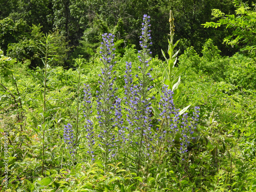 Viper's bugloss, wildflower bloomed within Shenandoah National Park, Blue Ridge Mountain wilderness, Appalachian Mountain Range, Virginia. 