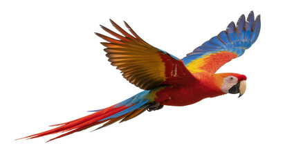 Scarlet macaw parrot with vibrant red yellow and blue feathers, isolated on transparent background
