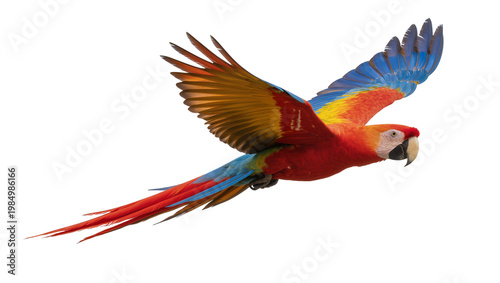 Obraz na płótnie Scarlet macaw parrot with vibrant red yellow and blue feathers, isolated on tran