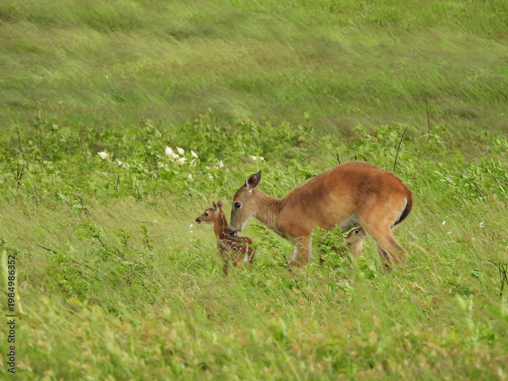 Obraz premium Mother white-tailed deer, doe, caring for her baby fawns, within a meadow, during a windy storm. Big Meadow, Shenandoah National Park, Blue Ridge, Appalachian Mountains, Virginia. 