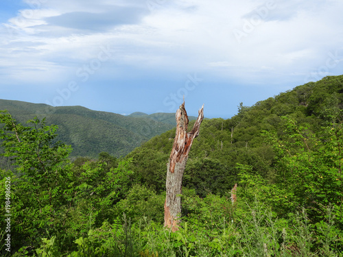 The scenic beauty of the Blue Ridge Mountains, during the summer season. Shenandoah National Park, Virginia.