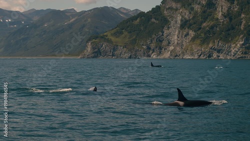 Family of killer whales hunt for fish in bay with rocky coastline. Killer whales surface and release steam through their blowholes. paccific ocean