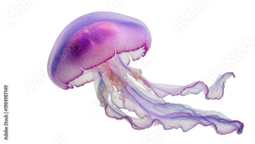 Translucent purple jellyfish with flowing tentacles, isolated on transparent background