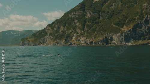 Pods of killer whales hunt for fish in coastal waters of bay and displaying their large sharp dorsal fins. Concept of animal life in natural environment