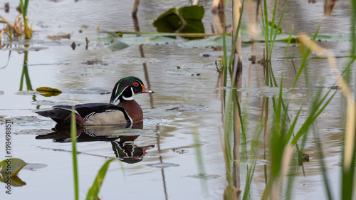 Colorful male wood duck swimming in pond