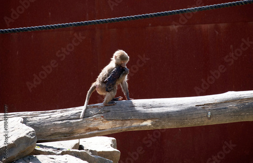 Sacred Baboon (Papio hamadryas)