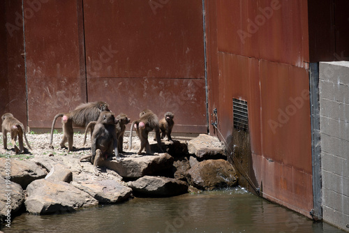 Sacred Baboons (Papio hamadryas) Troop in Zoo Habitat