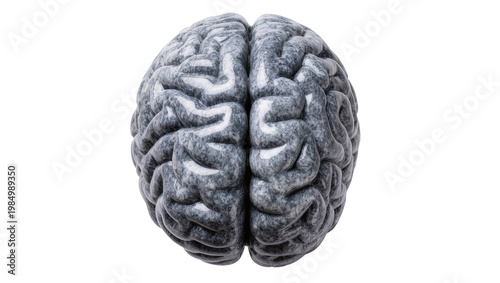 Stone brain sculpture with intricate gyri and sulci, isolated on transparent background