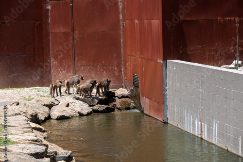 Sacred Baboons (Papio hamadryas) Troop in Zoo Habitat
