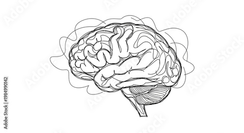 Hand drawn illustration of a human brain with abstract sketch lines.