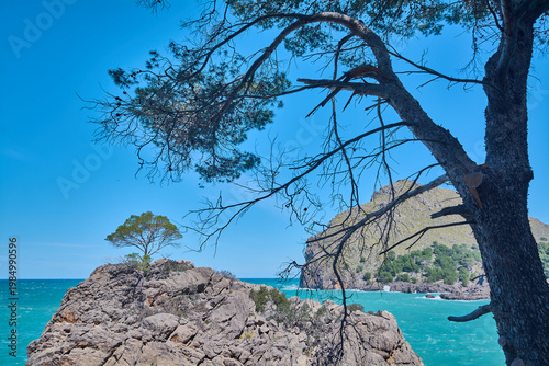 Picturesque coastal landscape featuring a gnarled tree in the foreground framing a secluded cove with vibrant blue water and mountains.