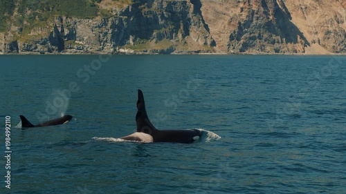 Family of killer whales hunts in bay with rocky coastline and when they surface they release fountains of steam. Marine animals in their natural habitat. Handheld pov shot of camera