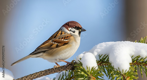 A small brown and white sparrow perched on a snow-covered pine branch on a clear winter day, looking to the right