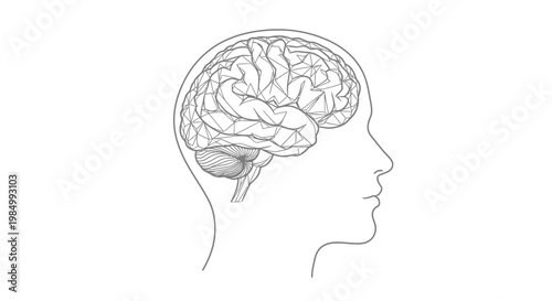 Anatomical outline illustration of a human head with a detailed brain profile.
