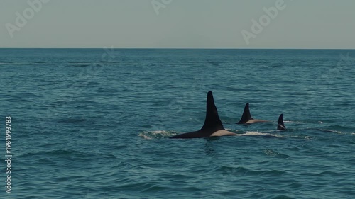 Pod of killer whales swims in bay surrounded by mountain ranges and throws out fountains of steam as they surface.
