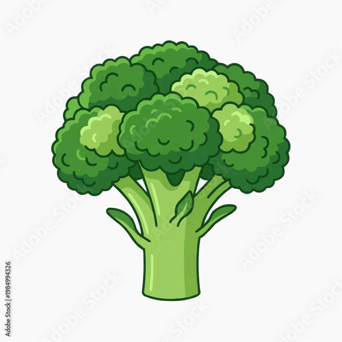 Fresh broccoli is isolated against the clean background. isolated on a white background. PNG