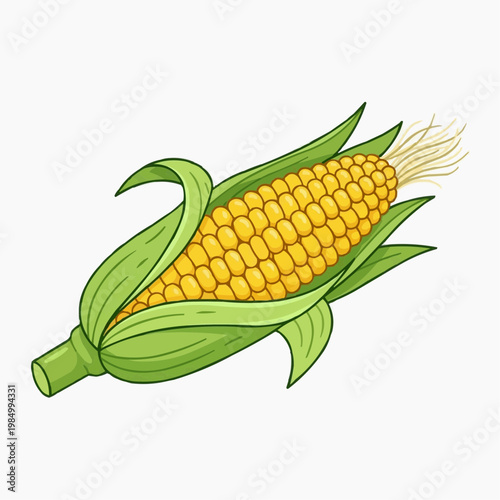 A single ear of corn, open, showcasing the golden kernels inside  isolated on a white background. PNG