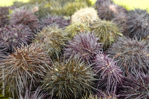 Sea urchins showing spiny shells and marine life detail