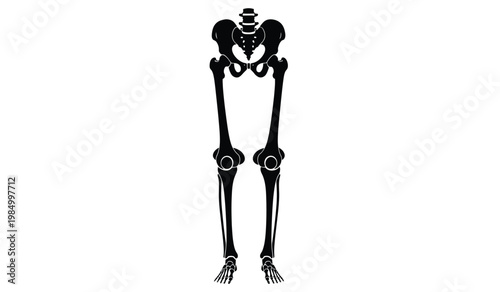 A stark black depiction showcases the human skeletal structure from the hips down emphasizing the bones of legs and feet a silhouette high quality
