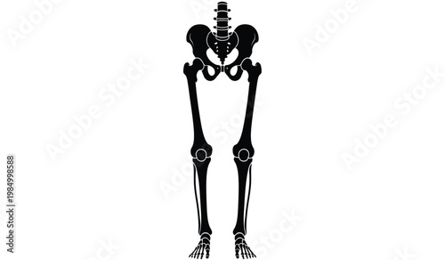 A stark depiction of the human pelvic bones and legs rendered in solid black against a white background a striking silhouette high quality professional
