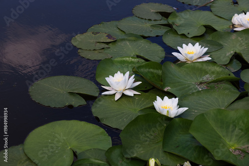 Photography White Nymphaea candida flowers bloom on green lily pads in a calm pond during da