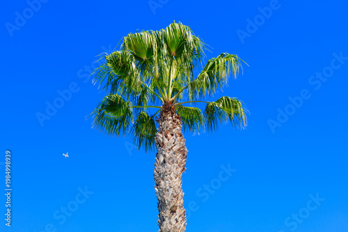 Palm tree with aeroplane against blue sky