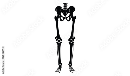 A stark depiction showcases the human pelvic bones and legs in a solid black form creating a striking silhouette high quality professional detailed modern