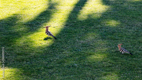 Two hoopoe on green meadow