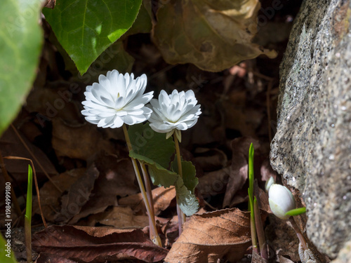 Two white blooming bloodroot on the ground in the bushes